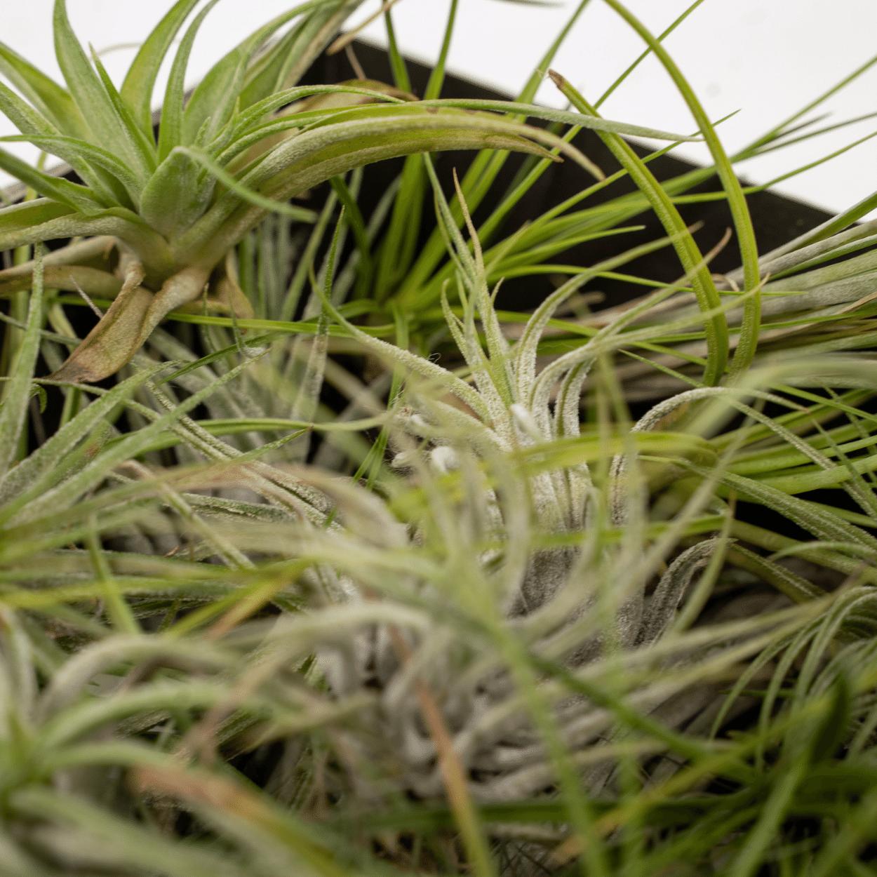Tillandsia Airmix - 20 stuks - 6 cm - ø6