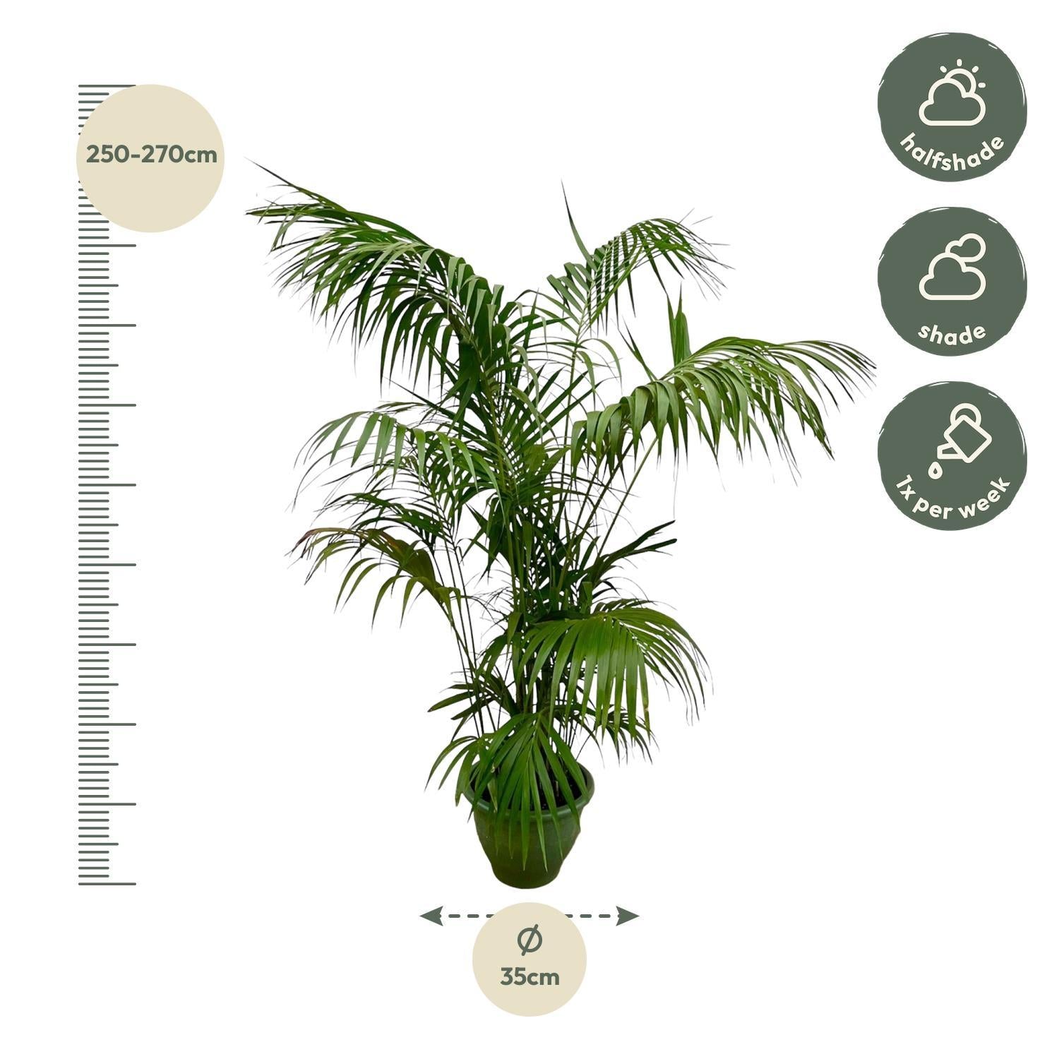 Kentiapalm XXL - 260cm - ø35