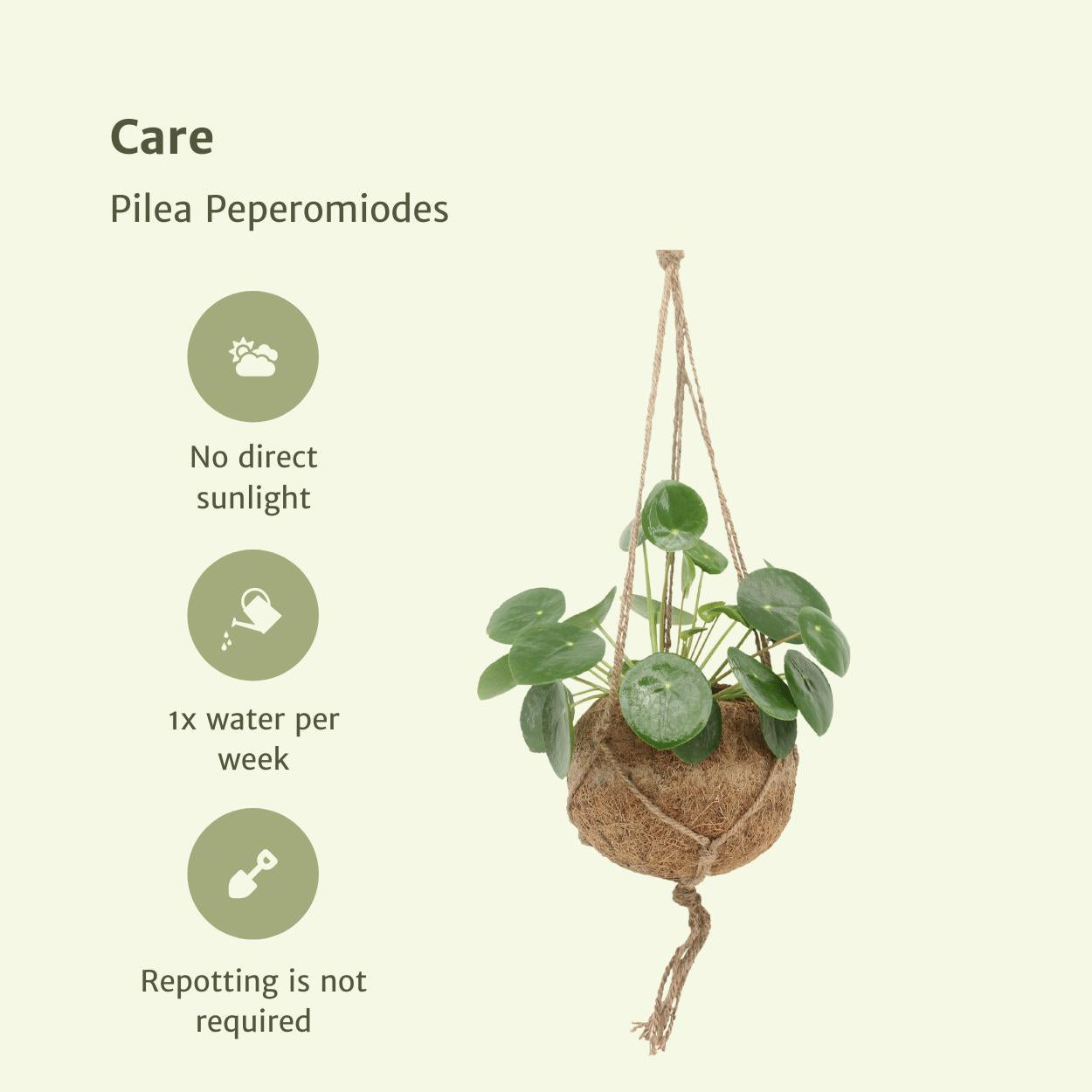 2x Kokodama Pilea Peperomiodes - Pannenkoekenplant - 20cm - ø15