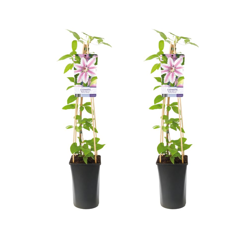 Clematis Nelly Moser - 2 stuks - Ø17cm - ↕75cm
