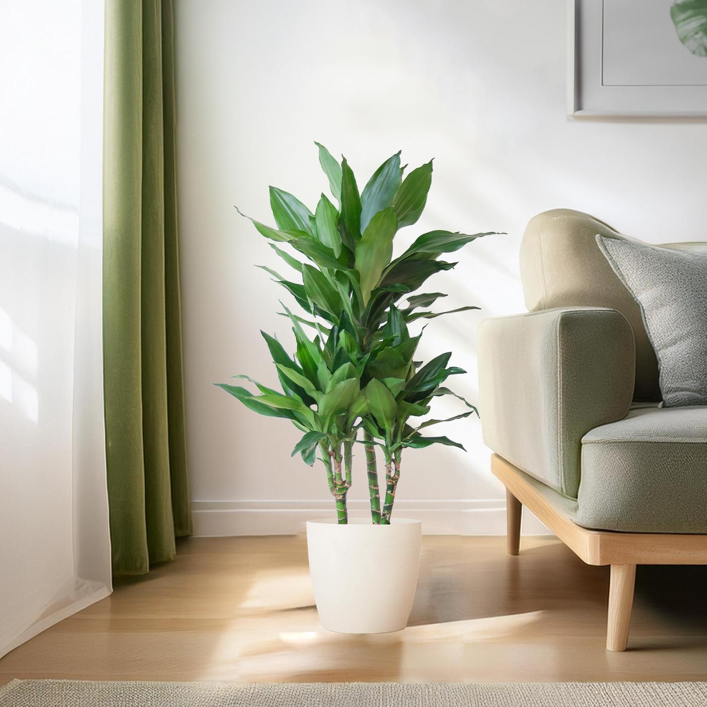 Dracaena Janet Lindt met Viber wit - 95cm - Ø21