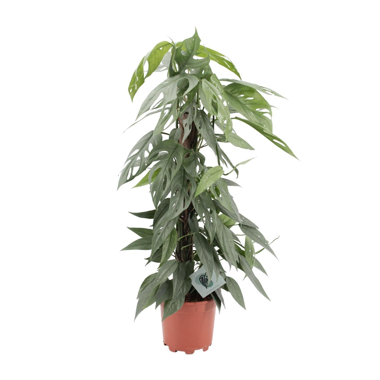 Epipremnum Pinnatum Cebu Blauw - Ø17cm - ↕65cm