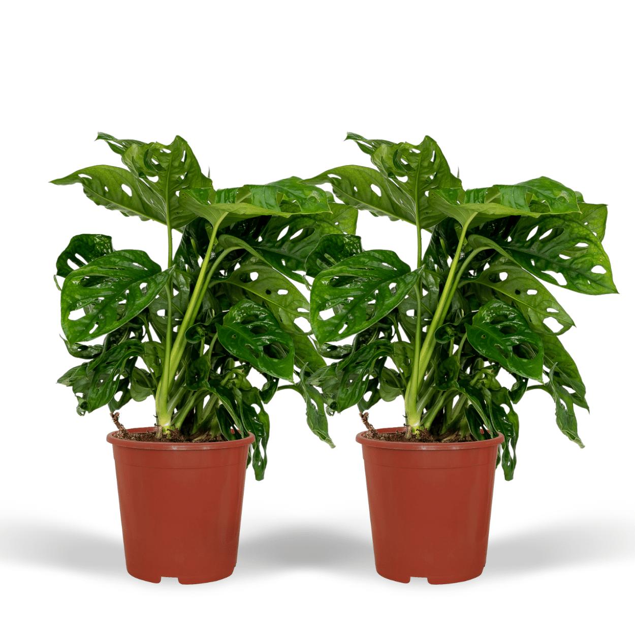 2x Monstera Affenblatt - Tortenpflanze - 30cm - ø12