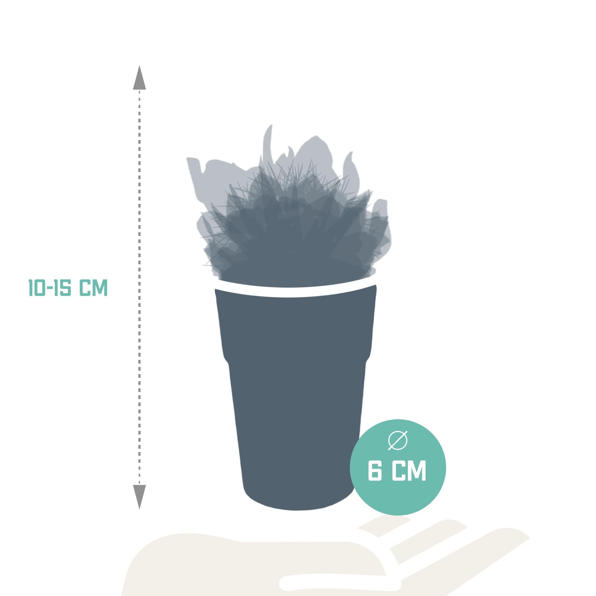 Cactus en vetplantenmix 5,5 cm | 15 stuks - in kunststof pot