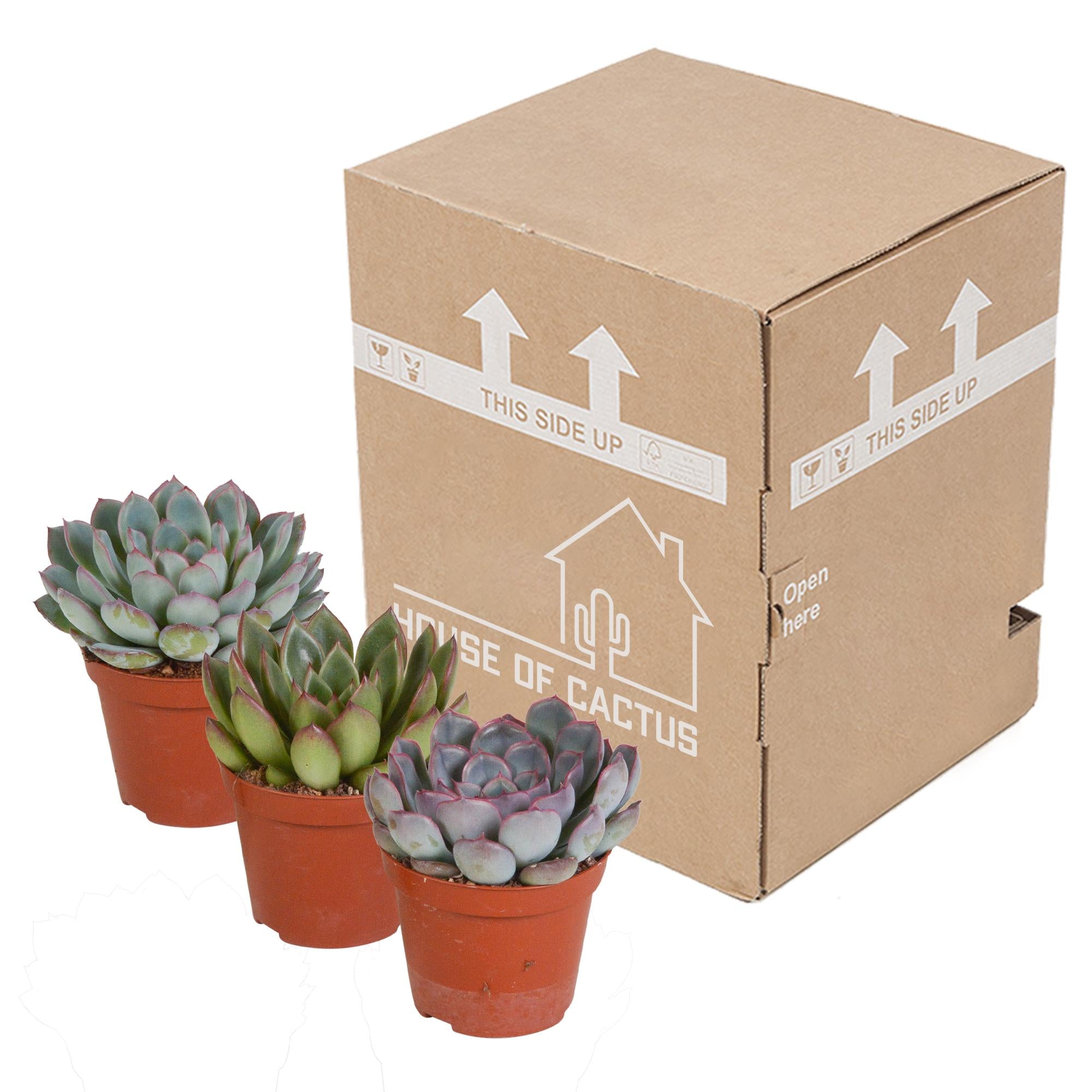 Echeveria-Mix 8,5 cm – 3x – im zweiten Topf