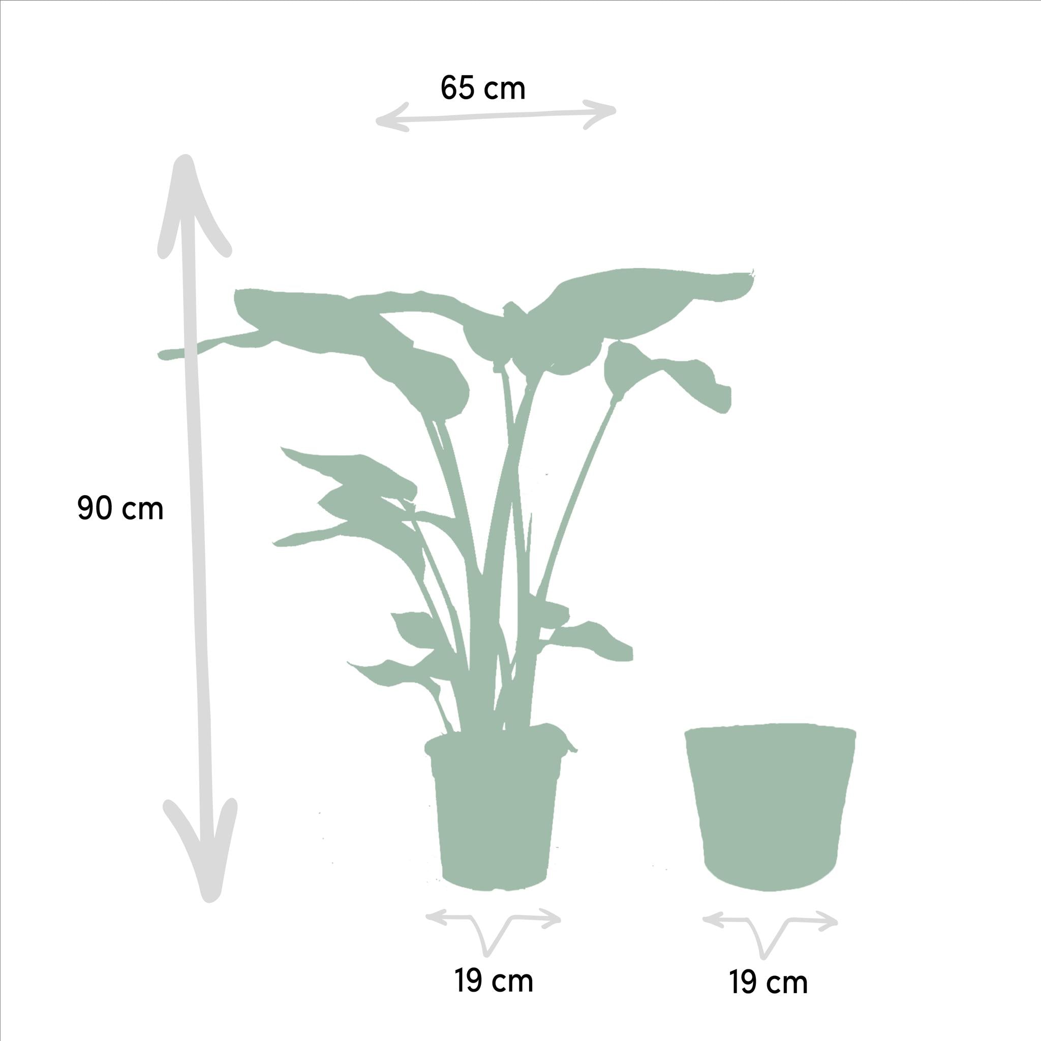 Strelitzia Nicolai - Ø19cm - ↕85cm + Monstera Deliciosa - Ø21cm - ↕75cm + Mand Selin