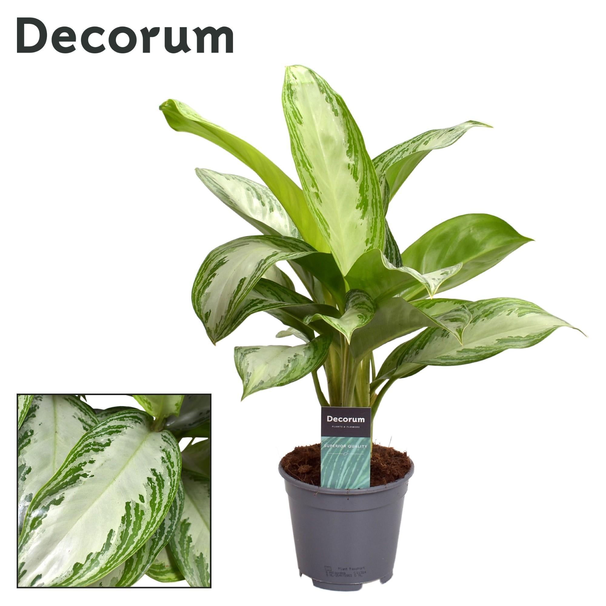 Aglaonema Zilver Bay (Decorum) - Ø14cm - ↕40cm