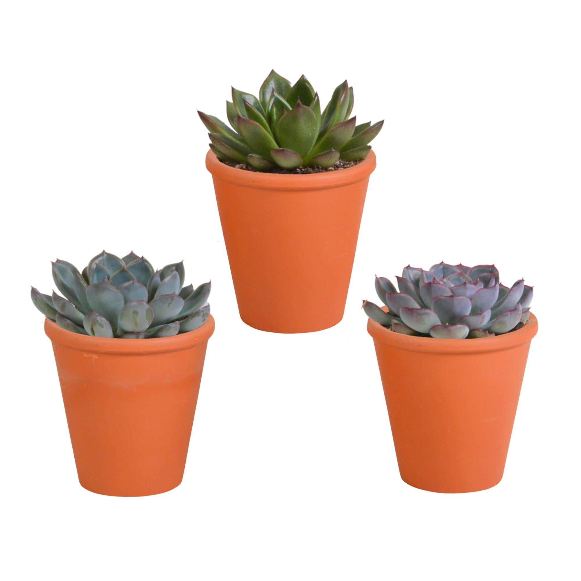 Echeveria mix 8,5 cm - 3x - in terracotta pot