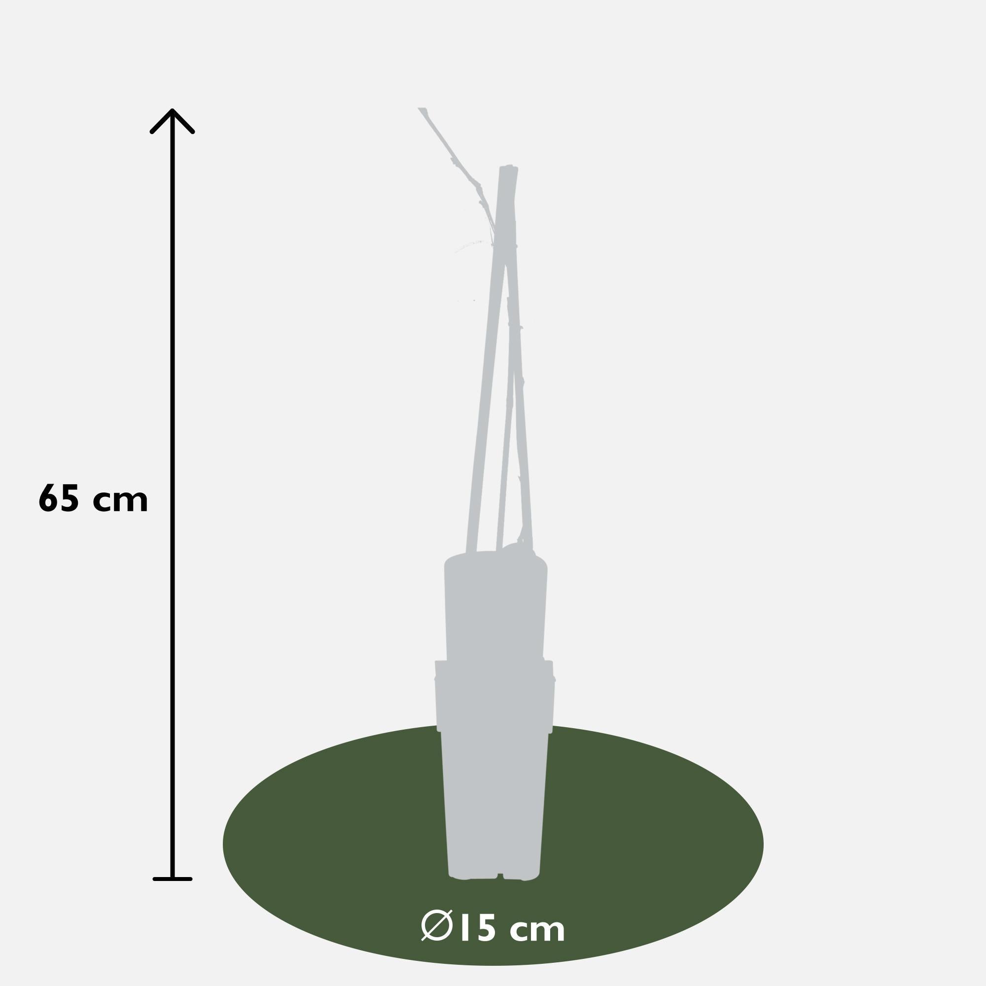 2x - Blauweregen floribunda 'Naga Noda' - ?65cm - Ø15