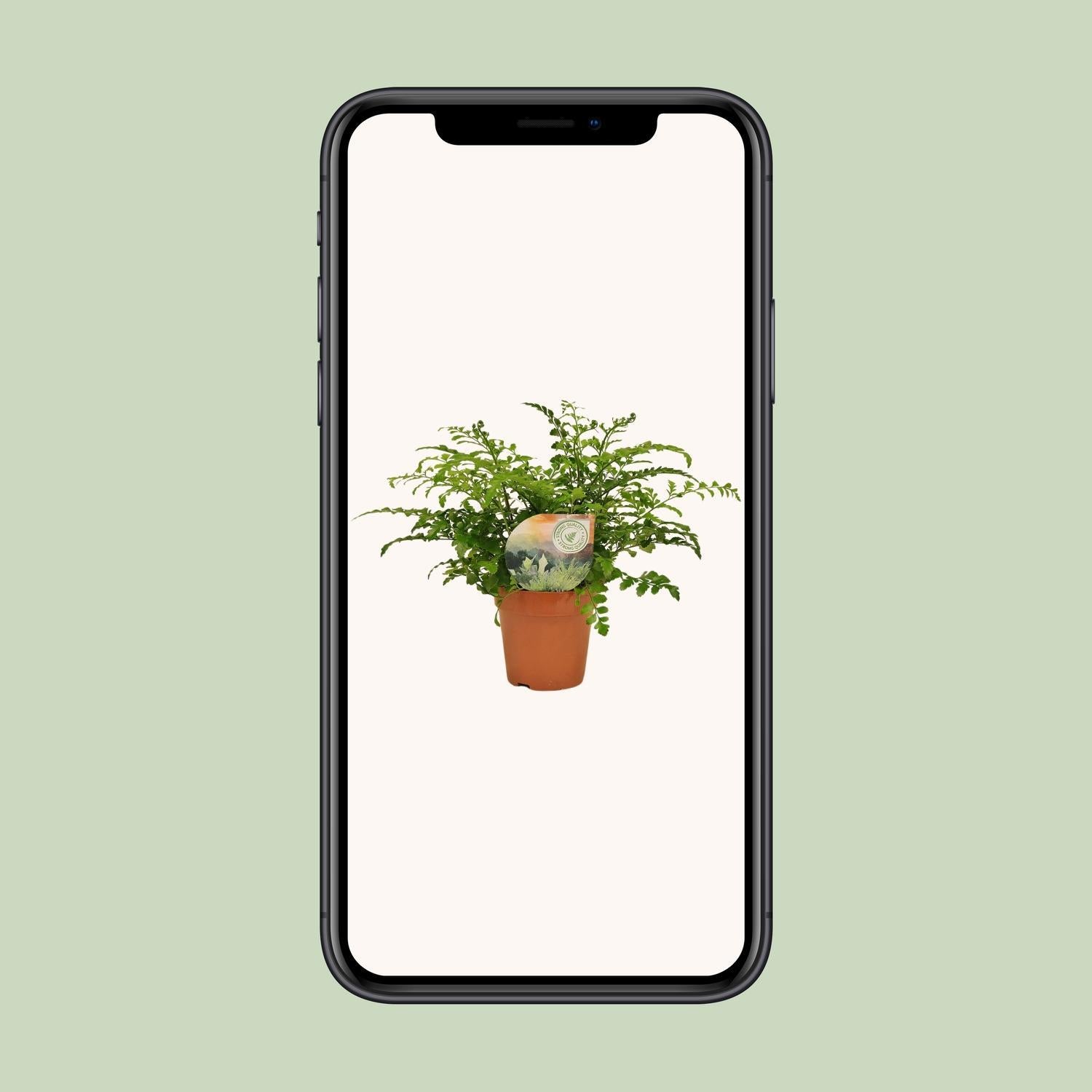 Asplenium Parvati - Ø12cm - ↕35cm