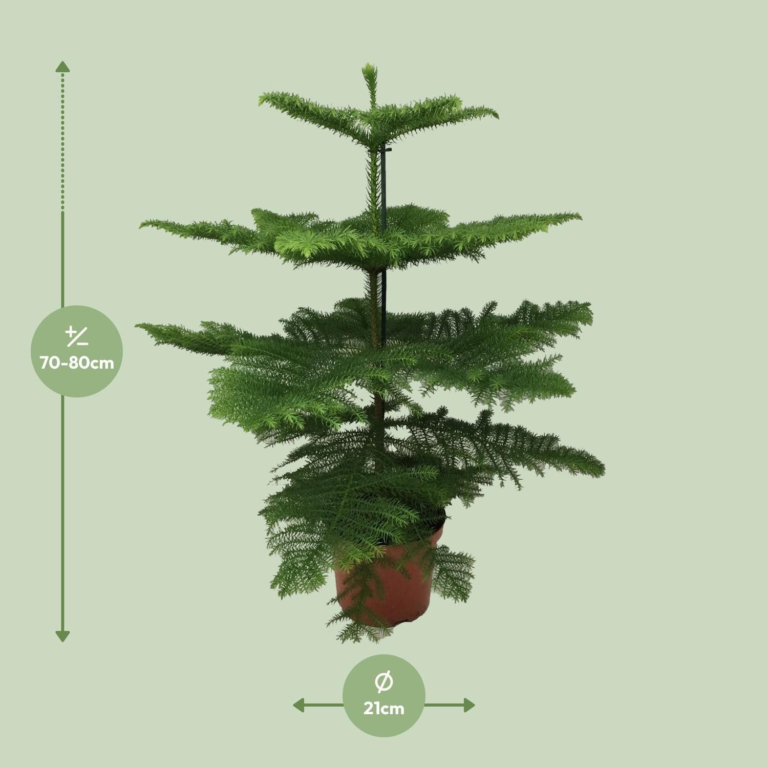 Araucaria Heterophylla - Ø21 - ?70cm