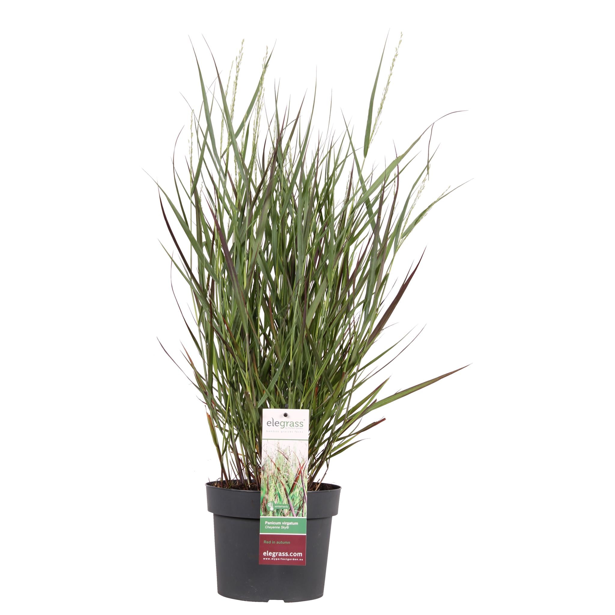 Panicum virgatum Cheyenne Sky - Ø19 -?50cm