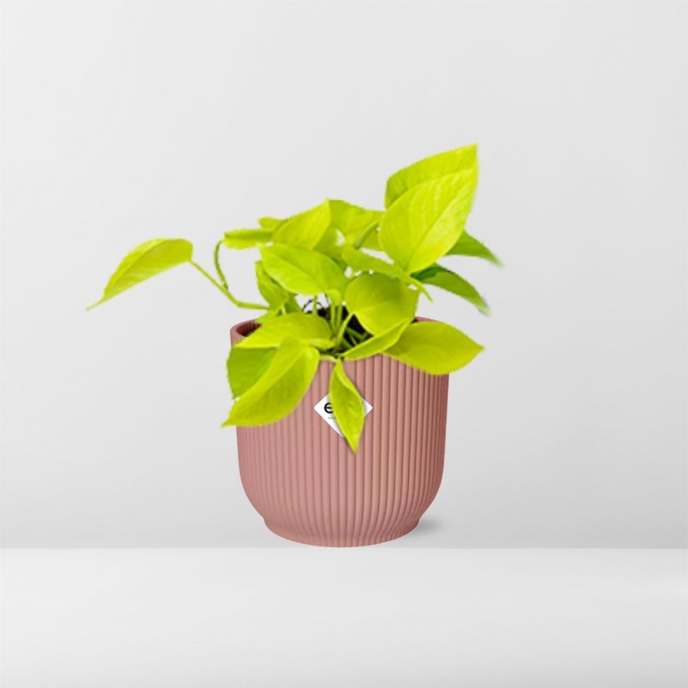 Epipremnum Pinnatum 'Golden Pothos' in ELHO Vibes Fold 14cm roze