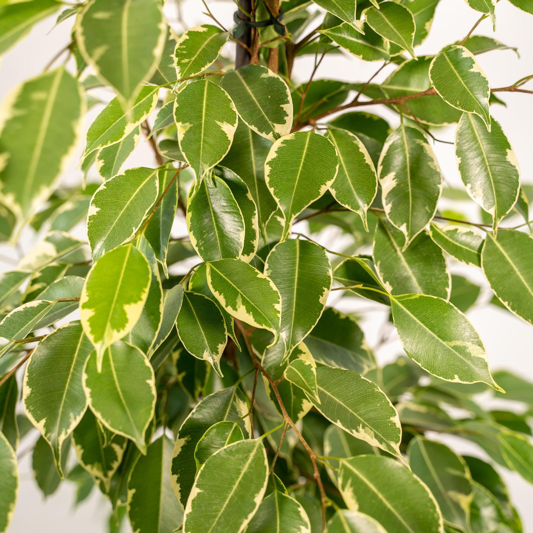 Ficus benjamina Goldenking - Ø21cm - ↕95cm + Topf Mayk Gold
