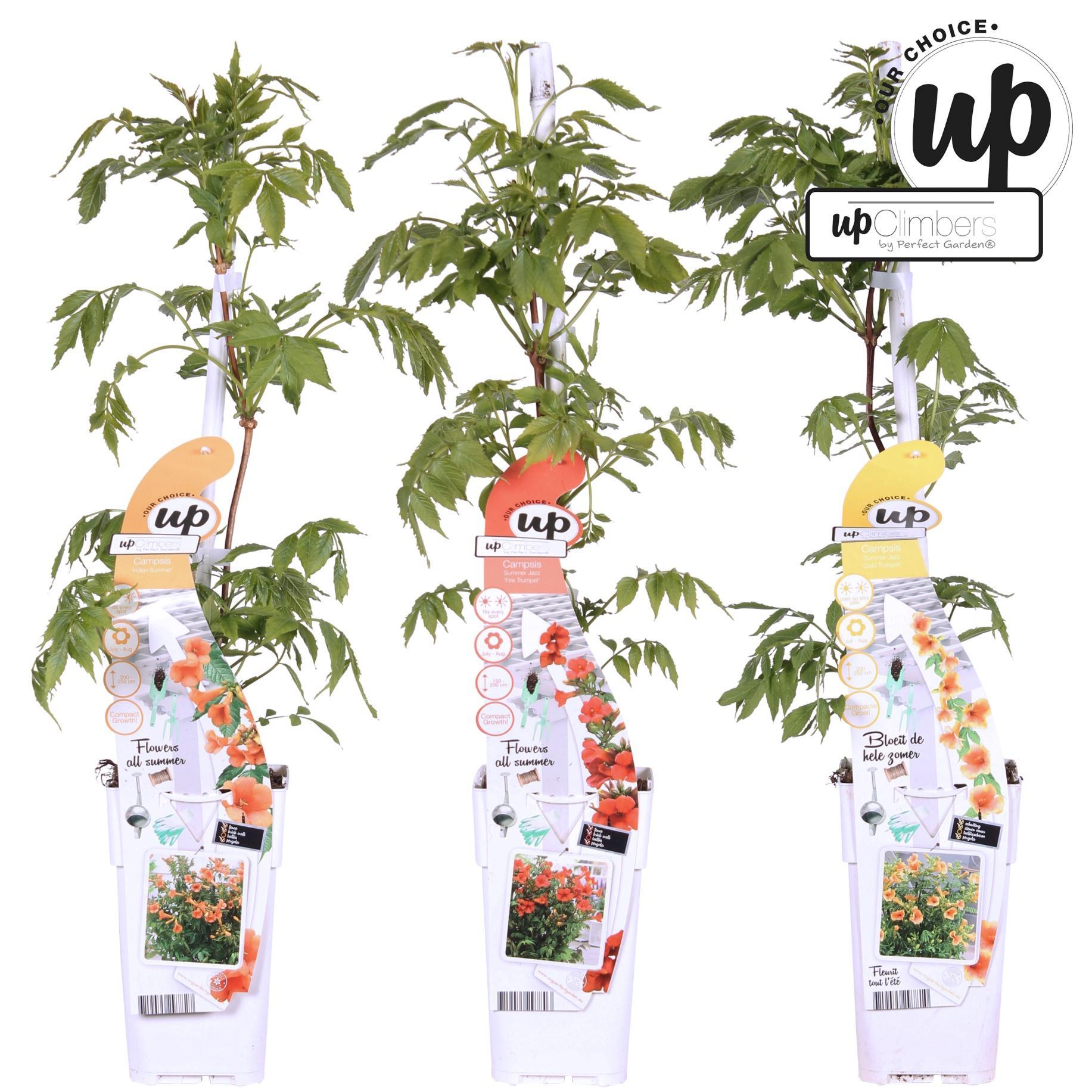 3x Campsis Summer Deal - Campsis Summer Jazz Fire Trompet - Campsis Summer Jazz Gold Trompet - Campsis Indian Summer - ?65cm - Ø15cm