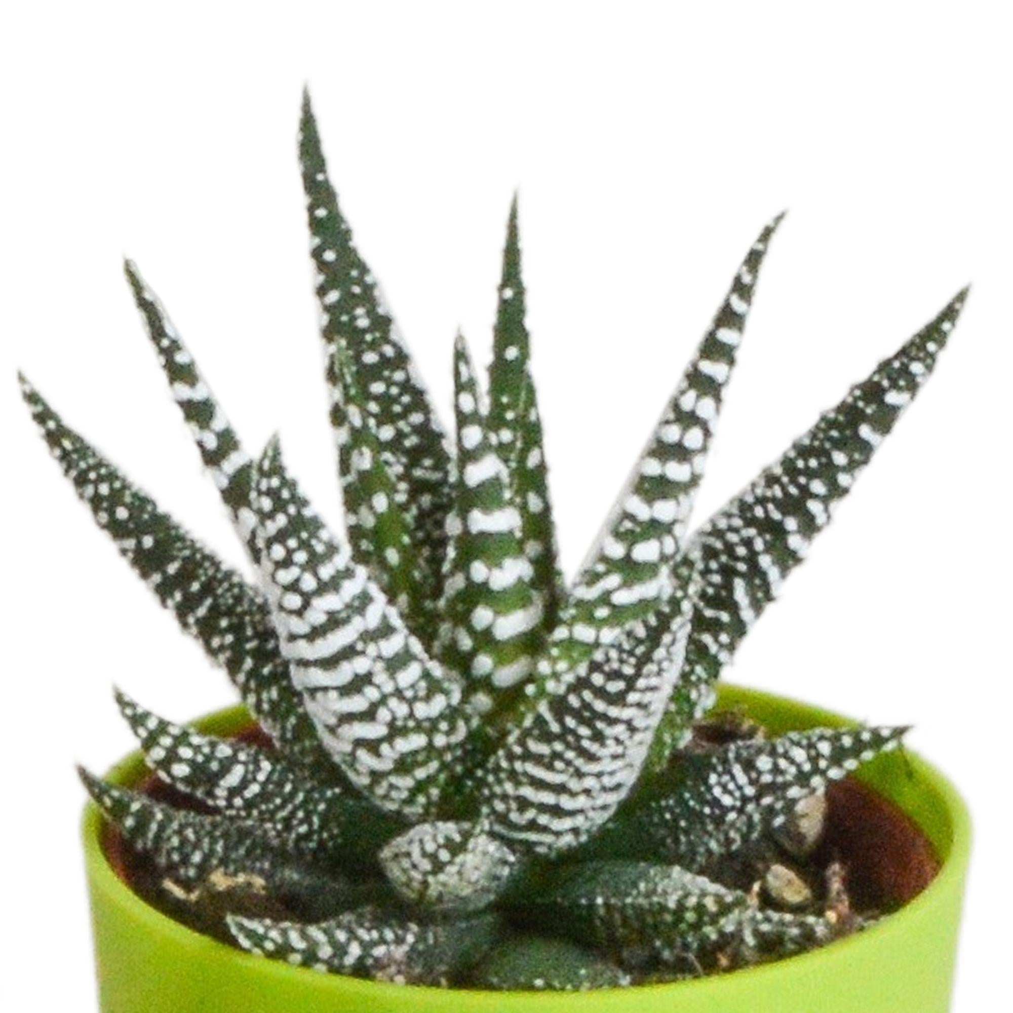 Gasteria/Haworthia mix 5,5cm - 5x - in hout plastic pot
