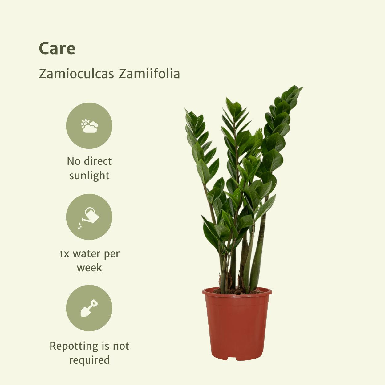 2x Zamioculcas Zamiifolia - Smaragdpalm - 50cm - ø14