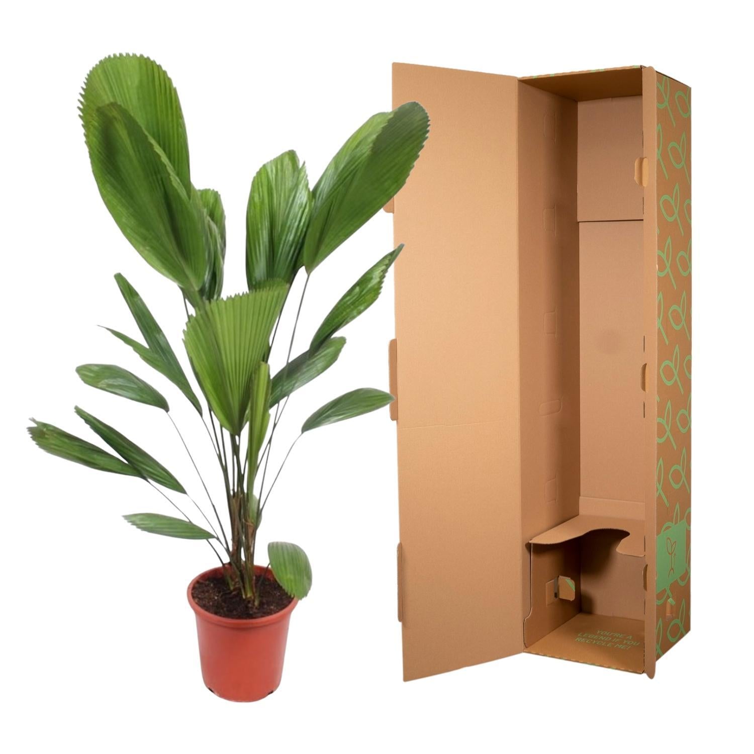 Licuala Grandis - 120cm - ø27