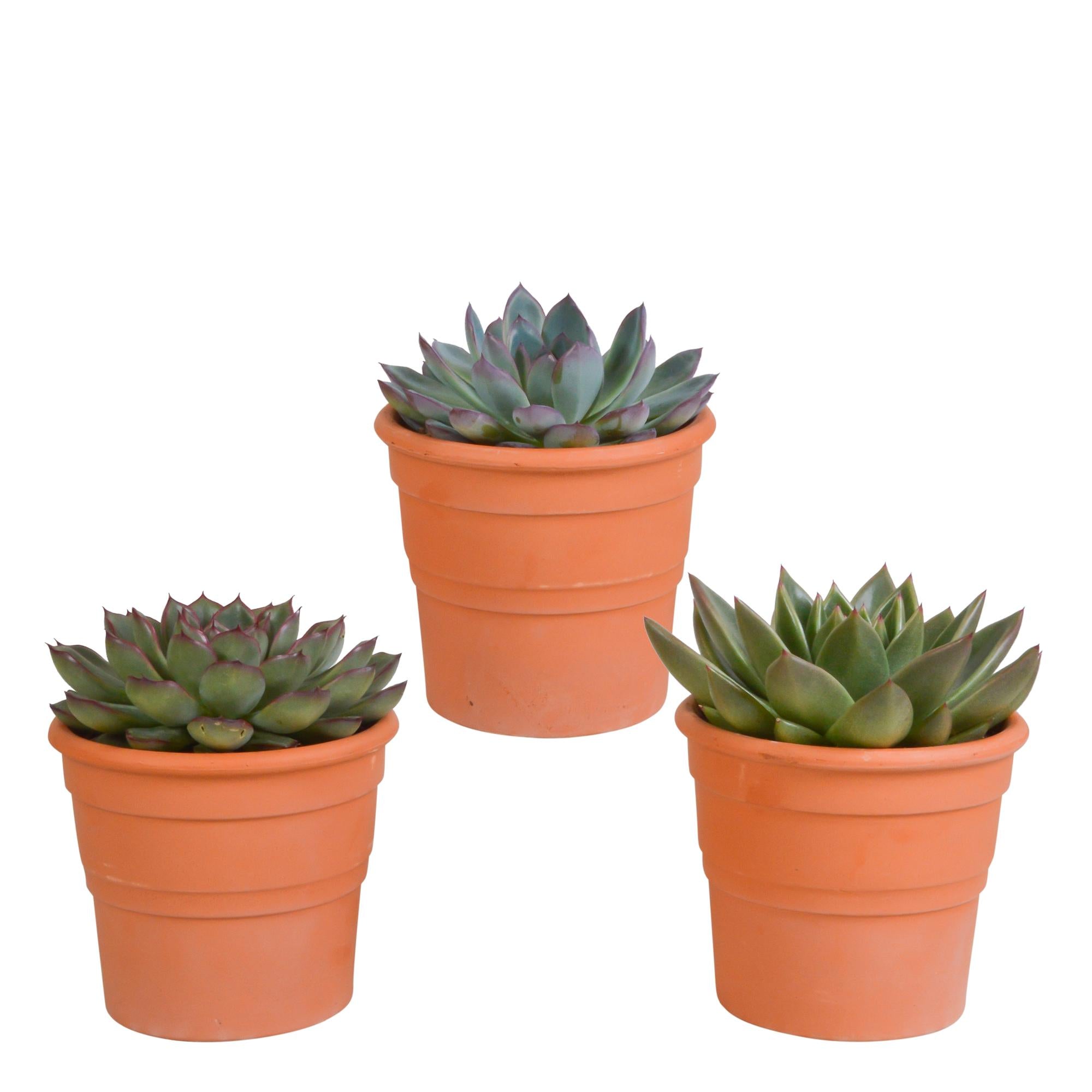 Echeveria mix 10,5 cm - 3x - in terracotta pot