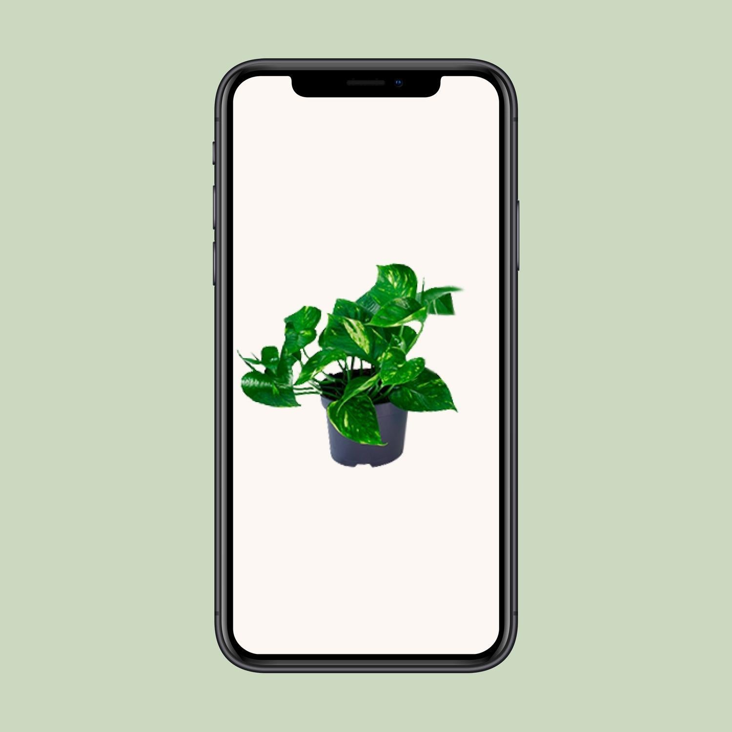 Epipremnum Pinnatum - Ø12 -?20cm