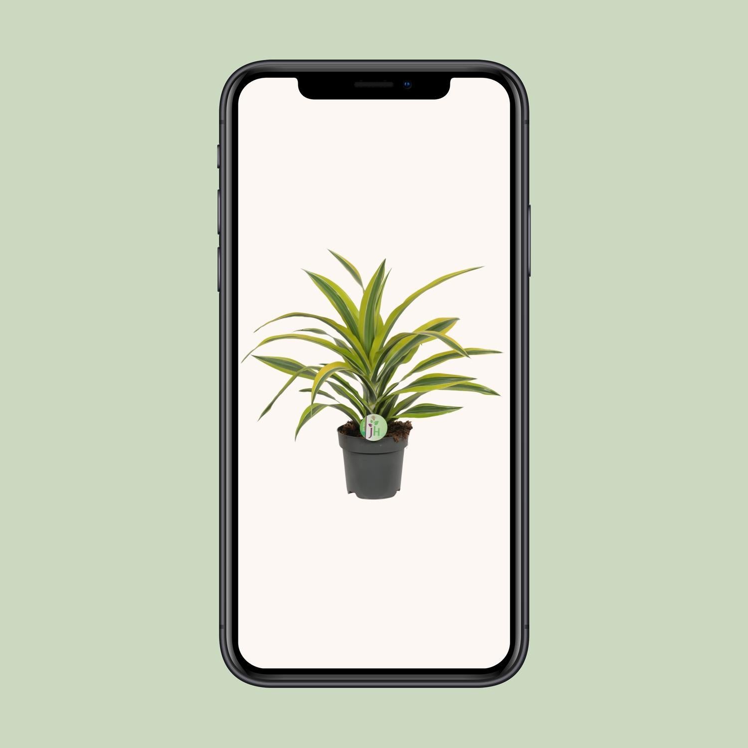 Dracaena Fragrans Citroen Limoen Ø17cm - ↕40cm