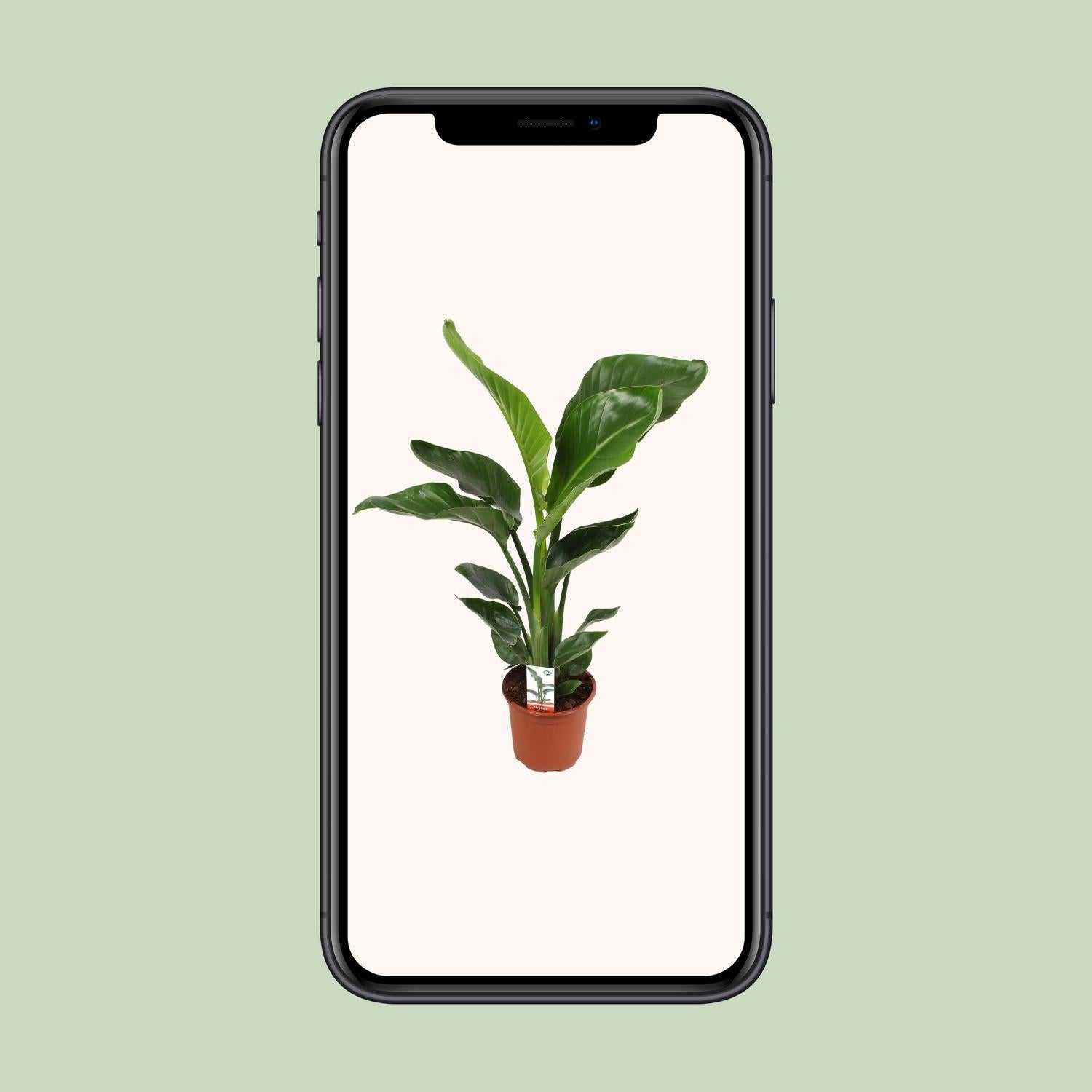 Strelitzia Nicolai 17 cm - Ø17 cm - ↕70 cm