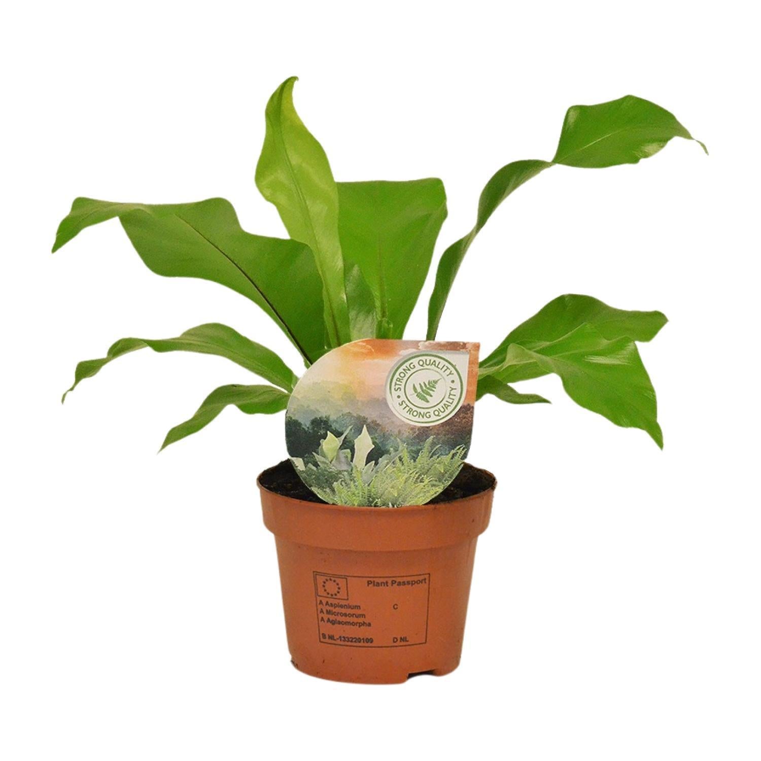 Asplenium Nidus - Ø12cm - ↕35cm