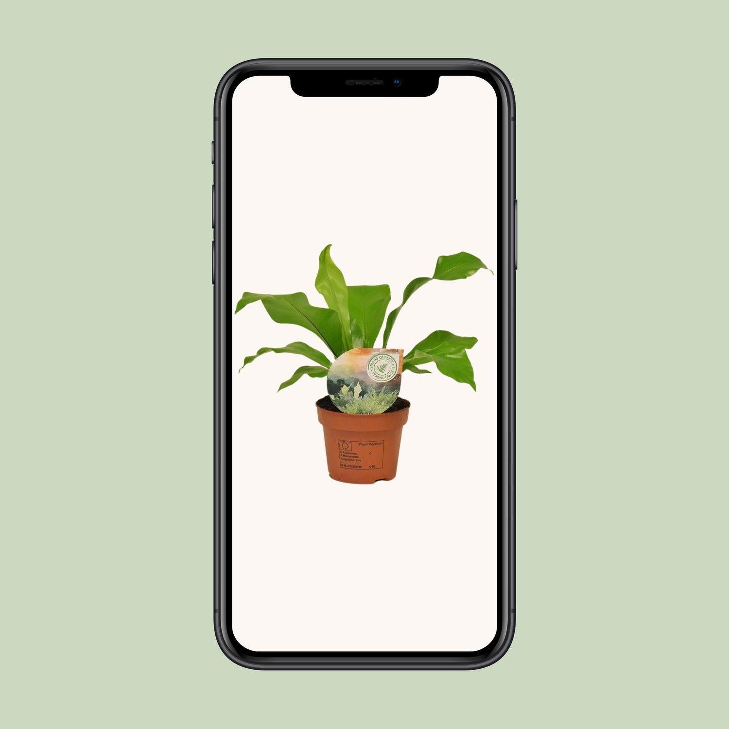 Asplenium Nidus - Ø12cm - ↕35cm