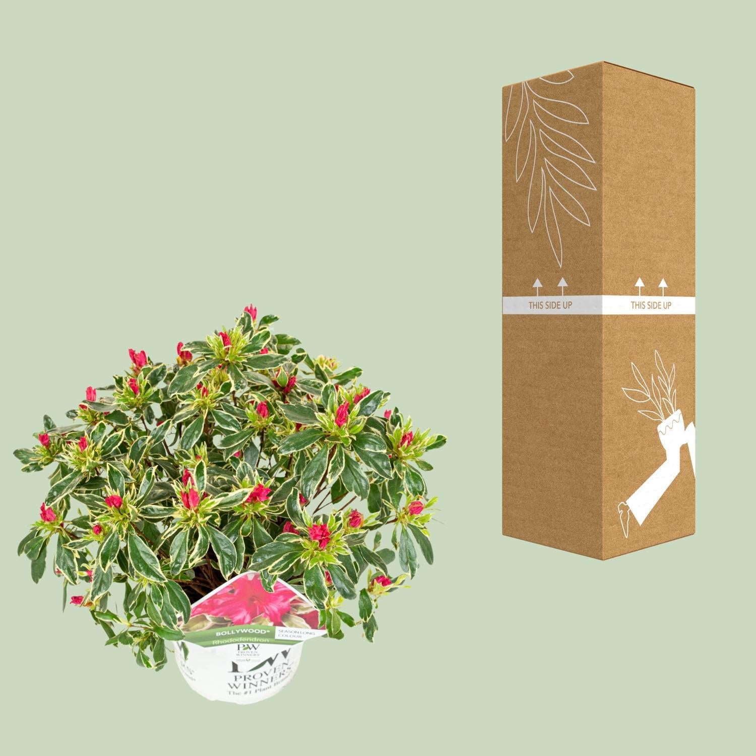 Rhododendron 'Bollywood'® - ?30cm - Ø19cm