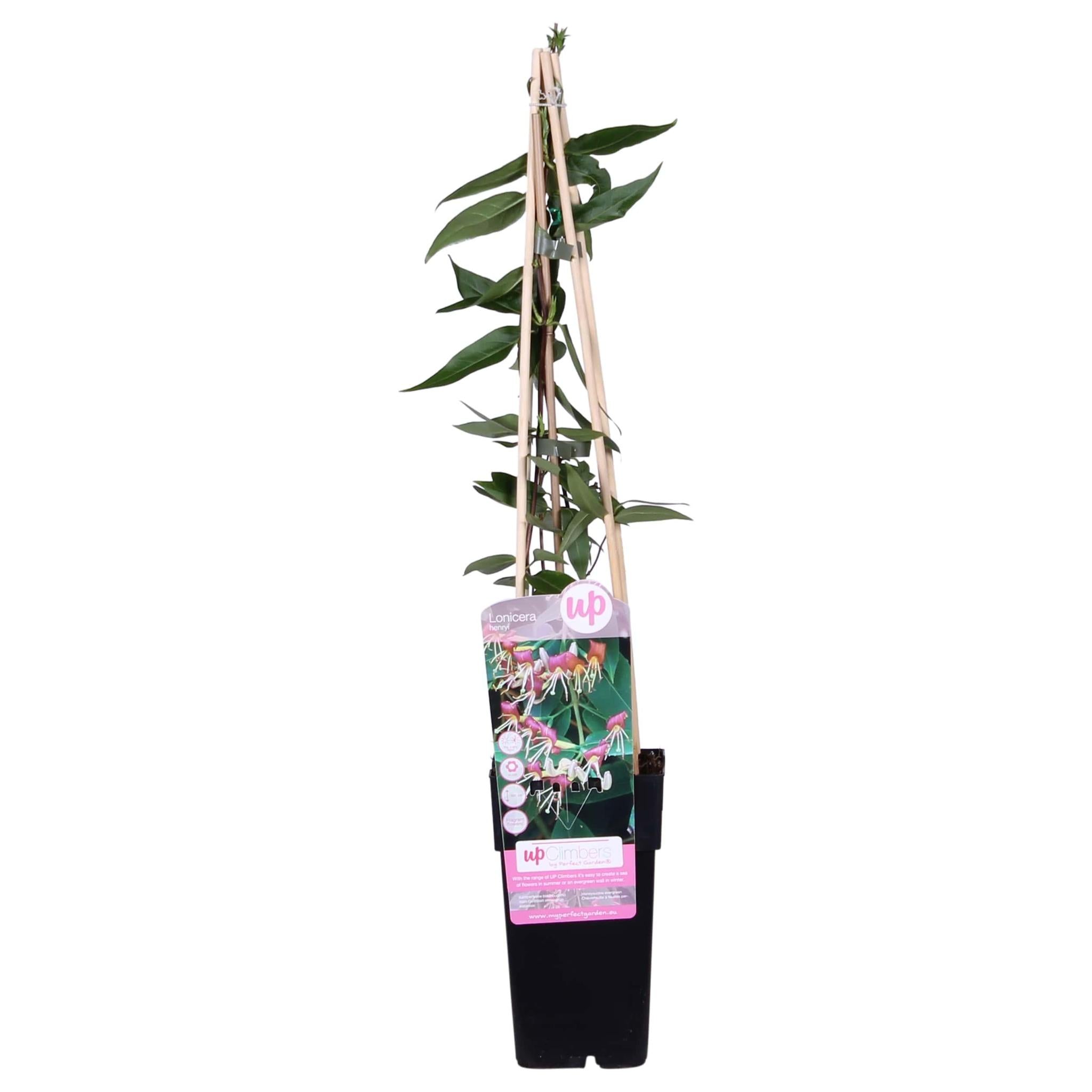 Lonicera henryi - ?65cm - Ø15