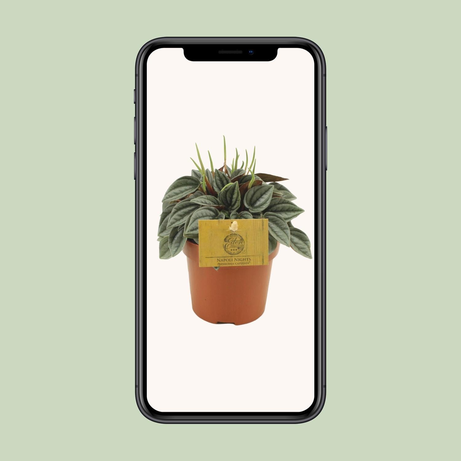 Peperomia Napoli Nachten 10,5cm - Ø10,5cm - ↕15cm
