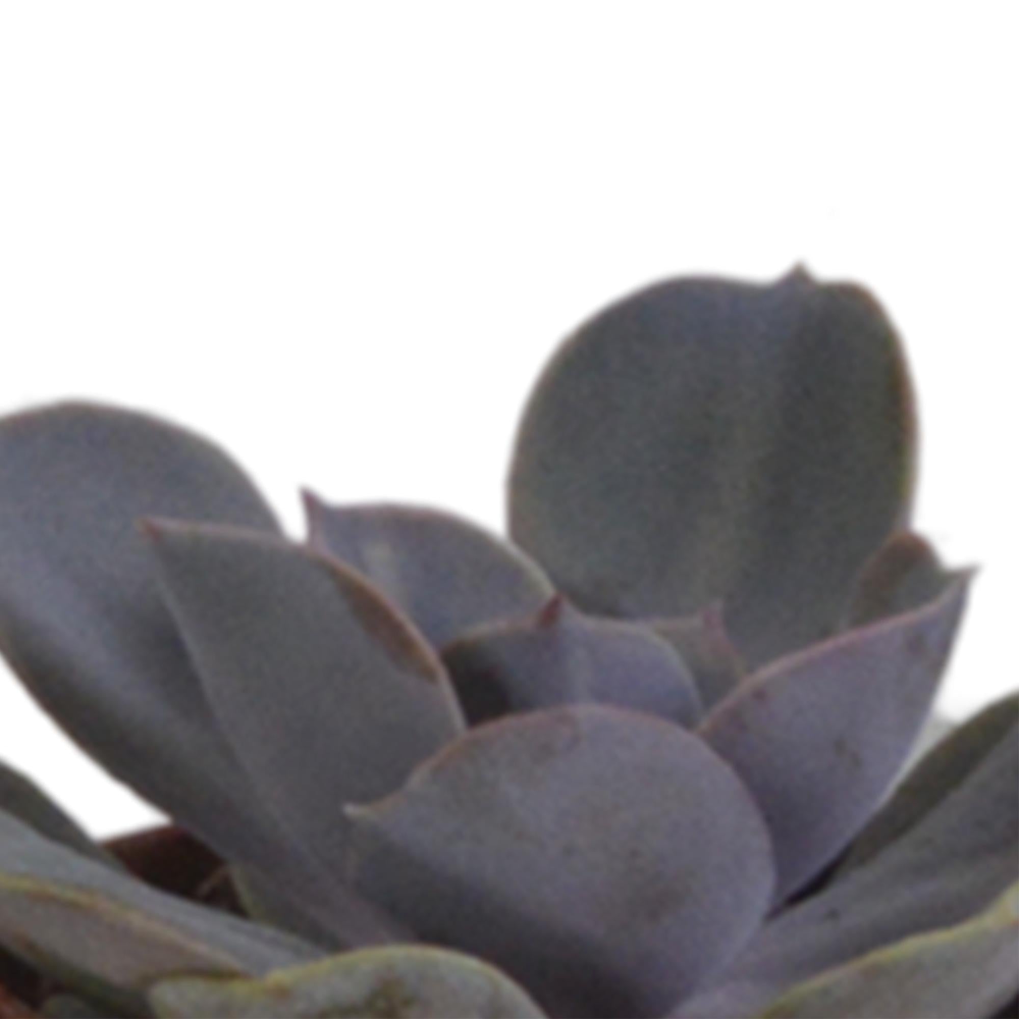 Vetplantenmix 5,5 cm - 5x - in terracotta pot