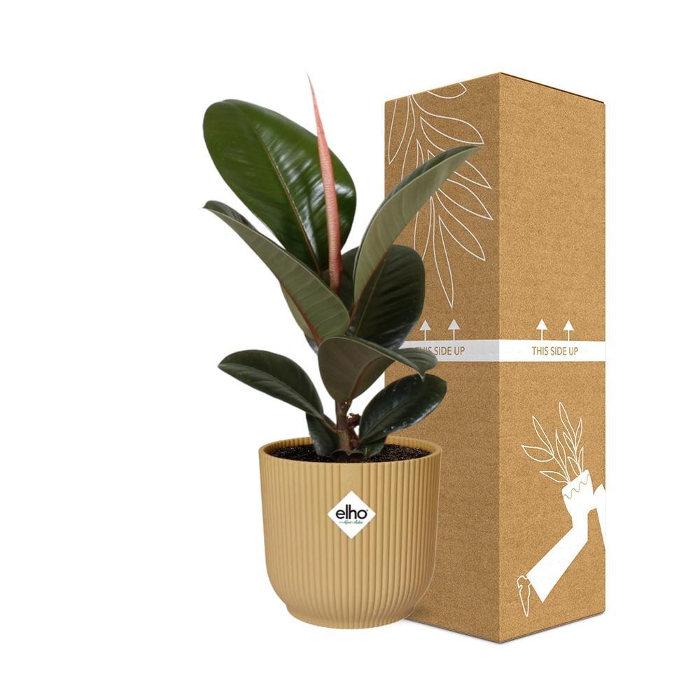 Ficus Elastica 'Robusta' in ELHO Vibes Fold 14cm geel