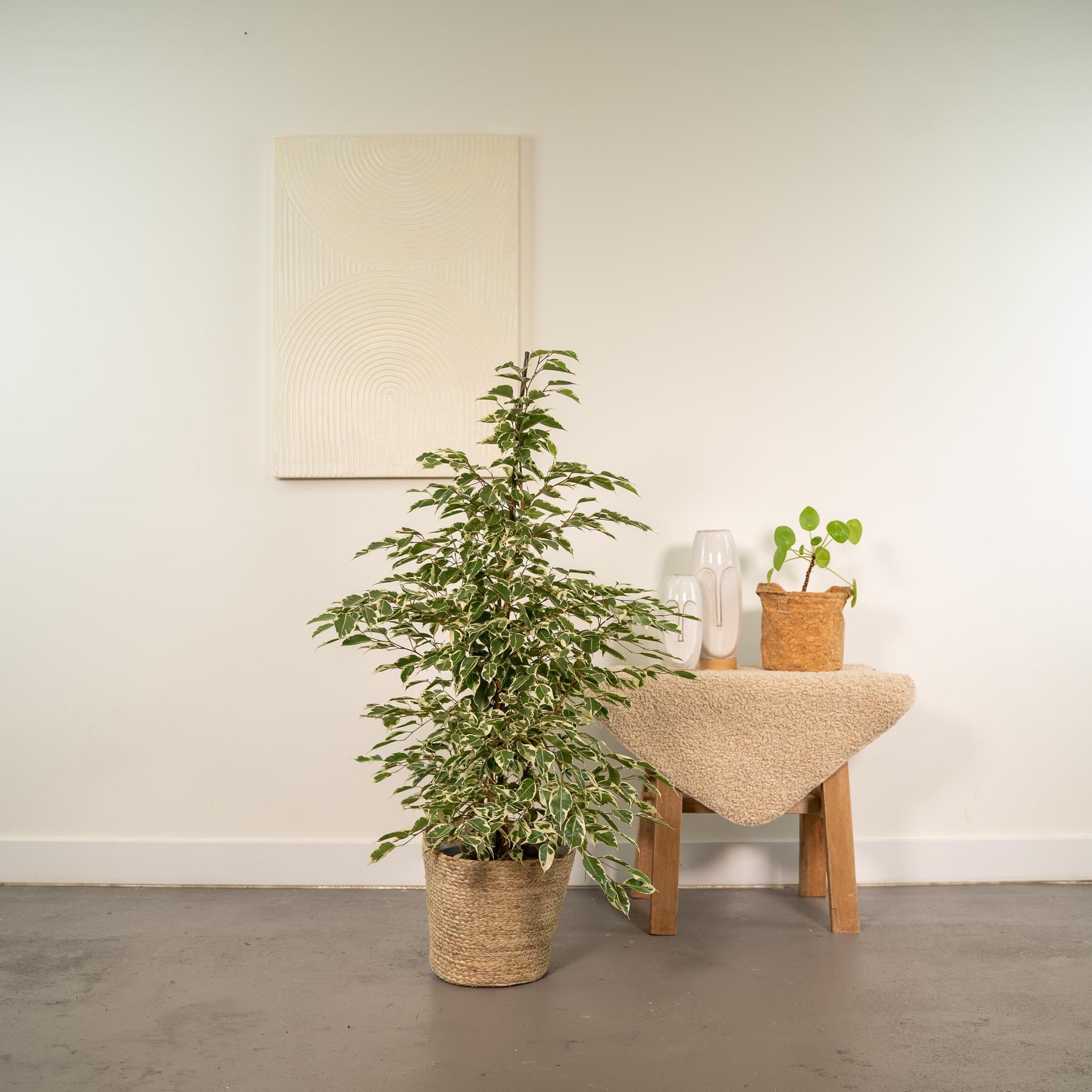Ficus benjamina Twilight - Ø21cm - ↕95cm + Mand Selin