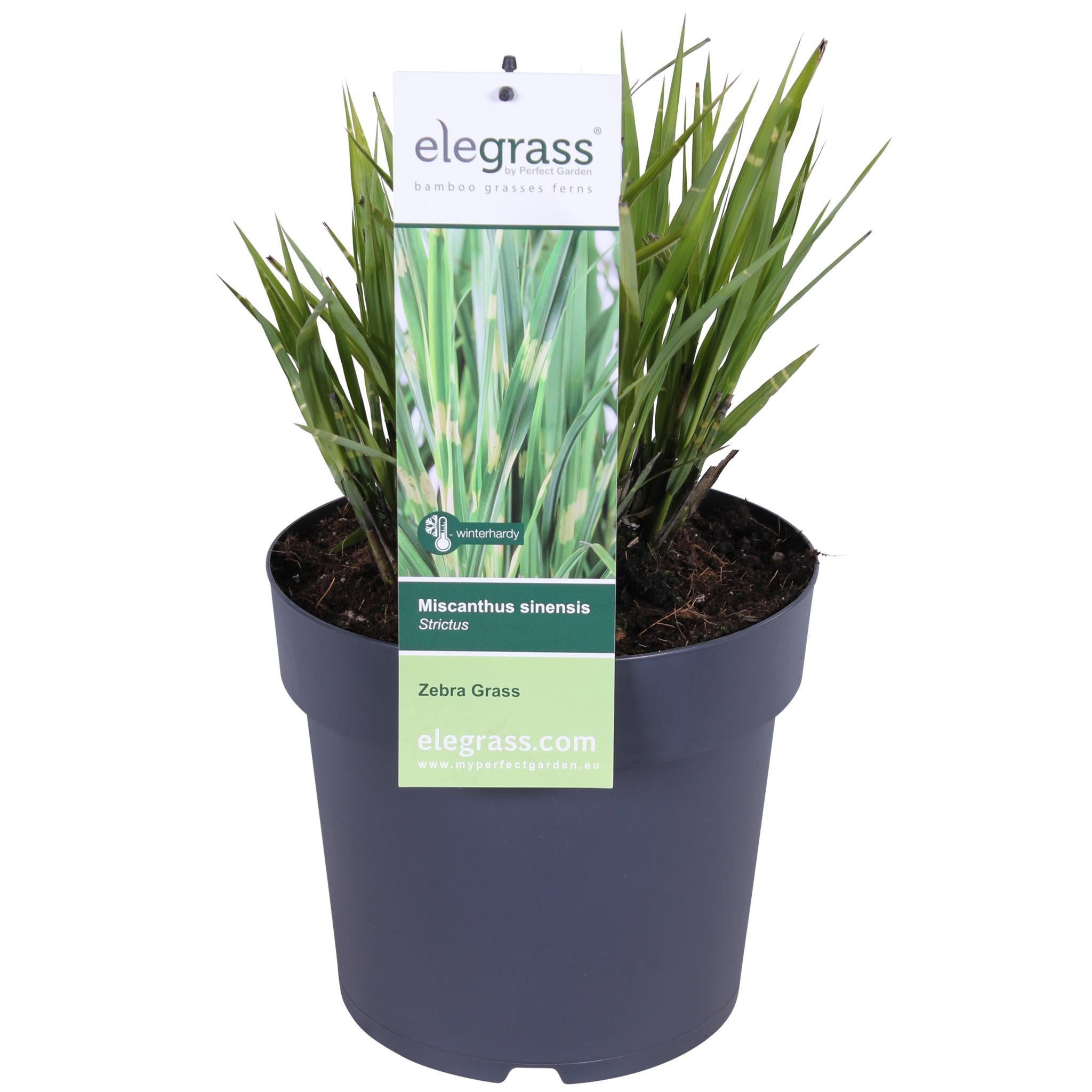 Miscanthus sinensis Strictus - Ø23 -?60cm