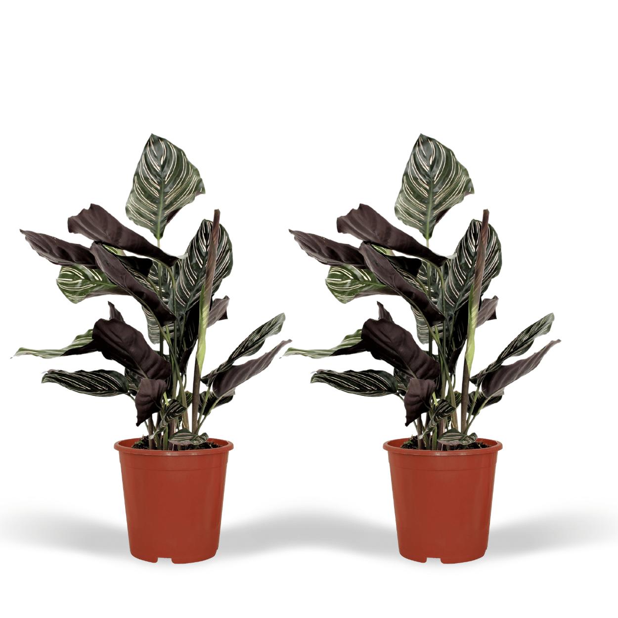 2x Calathea Ornata - Pauwenpflanze - 50cm - ø14