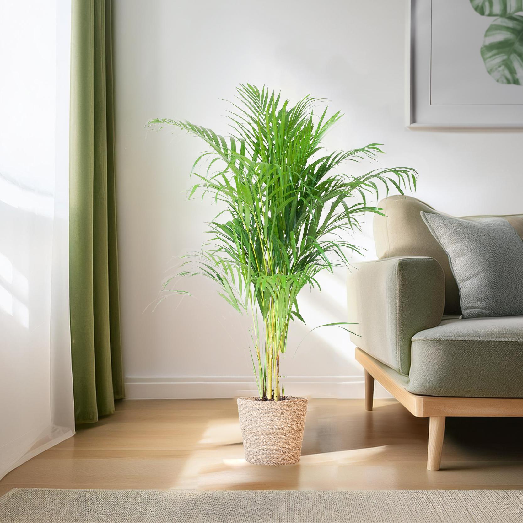 Arecapalm (Dypsis) met Sofia mand naturel - 100cm - Ø21