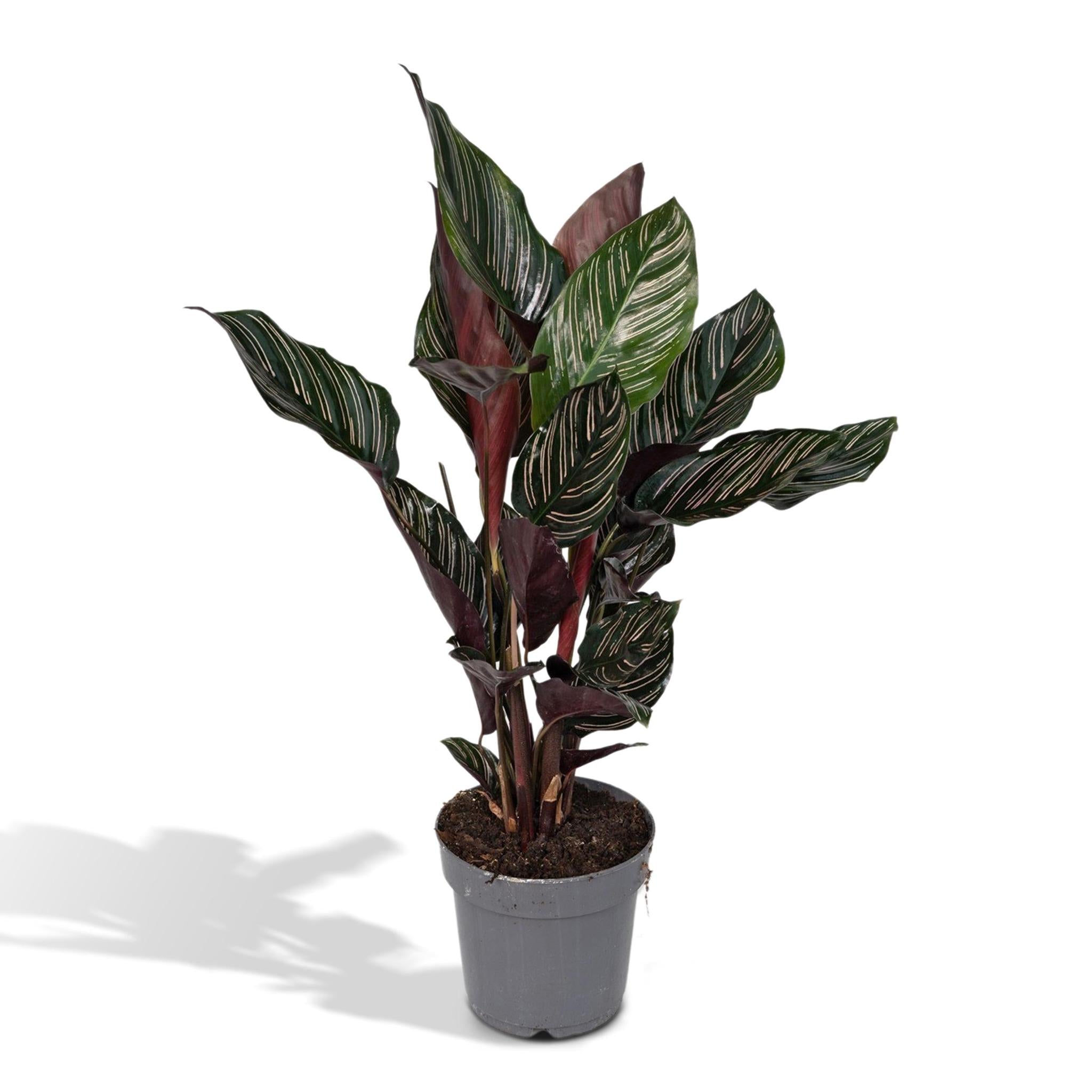 Calathea Ornata - Ø14 -?50cm