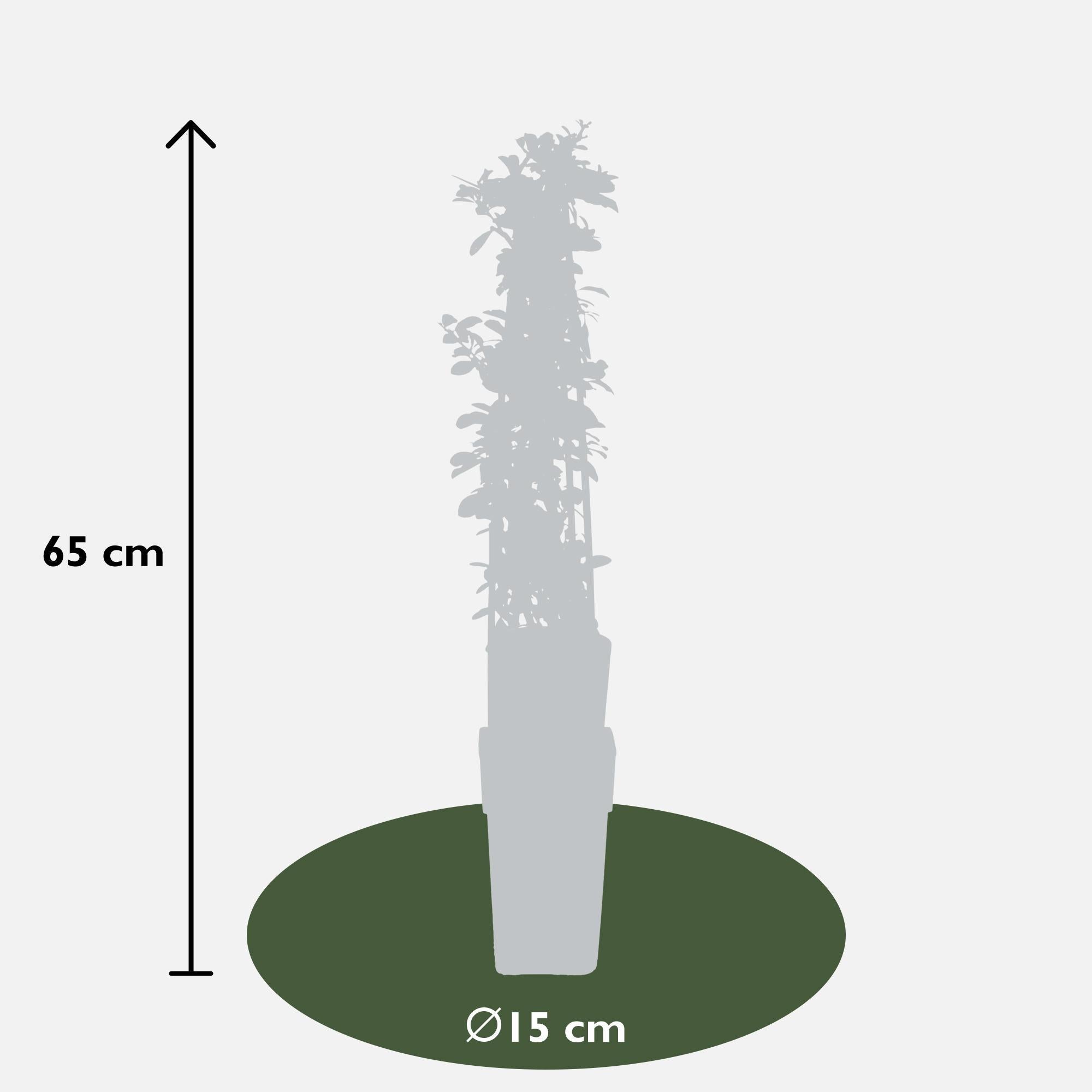 Vuurdoorn 'Orange Glow' - ?65cm - Ø15