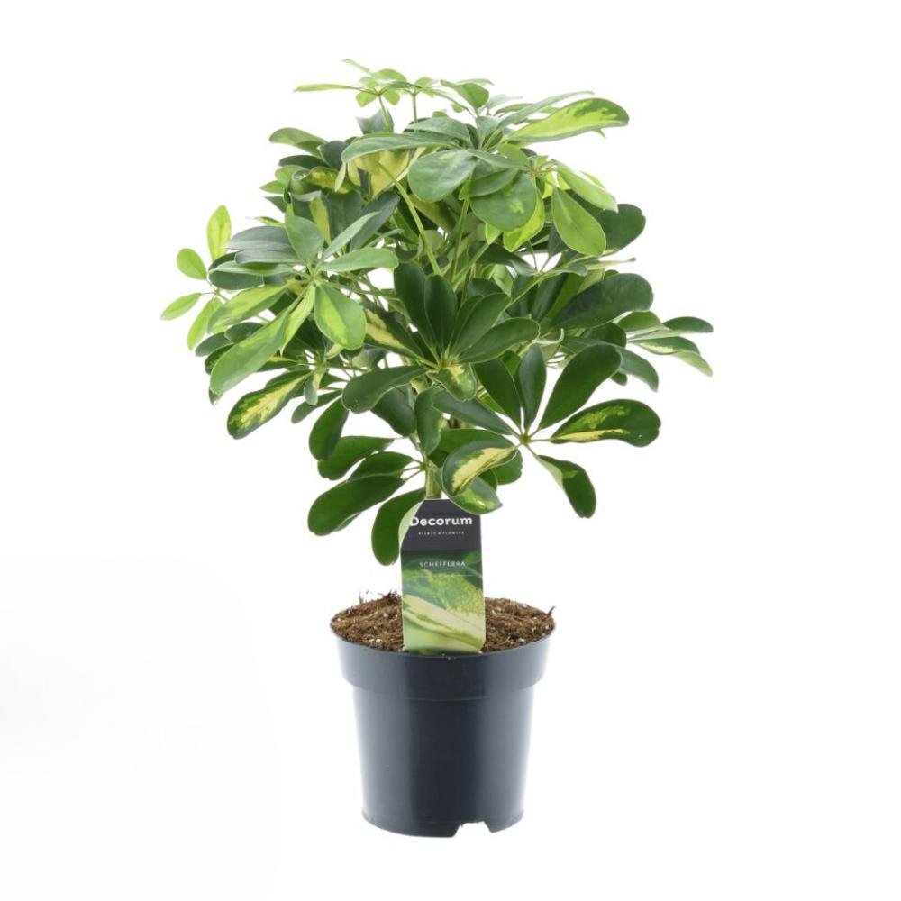Schefflera Gouden Capella - Ø14cm - ↕50cm
