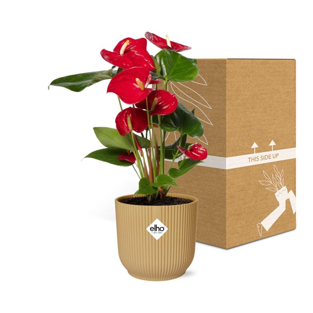 Anthurium Rood 12cm in ELHO Vibes Fold 14cm geel