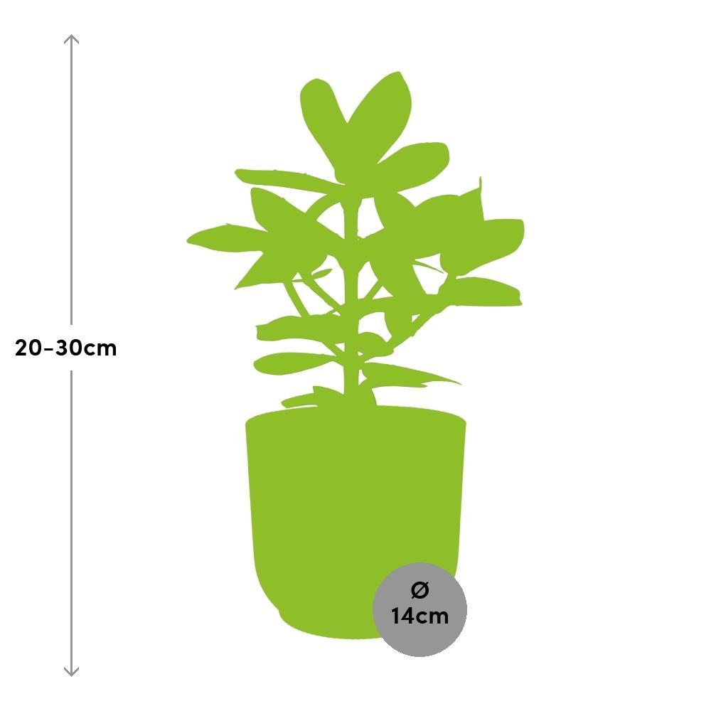 Clusia Princess in ELHO Vibes Fold 14cm geel