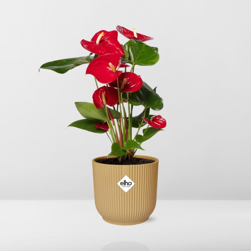 Anthurium Rood 12cm in ELHO Vibes Fold 14cm geel