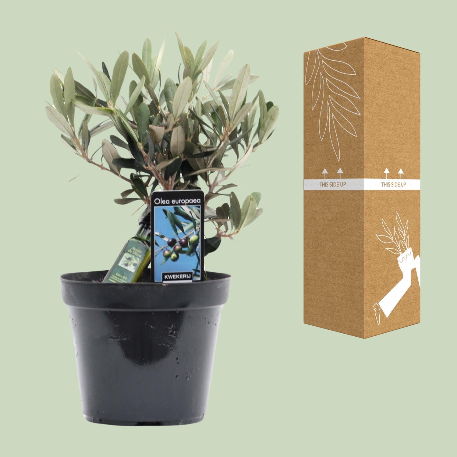 Olijf van de Olijf - Ø13cm - ↕25cm