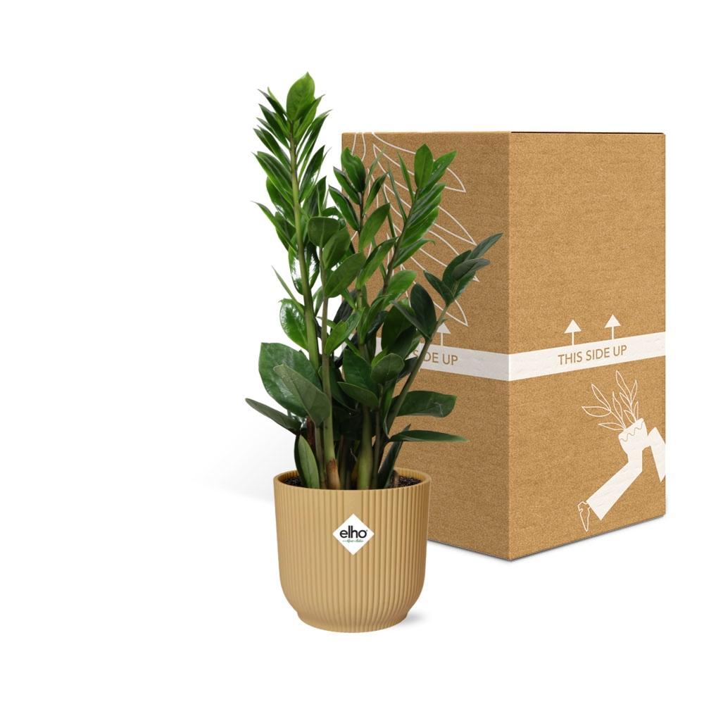 Zamioculcas – Hoogte 45-50 in ELHO Vibes Vouw 14cm geel