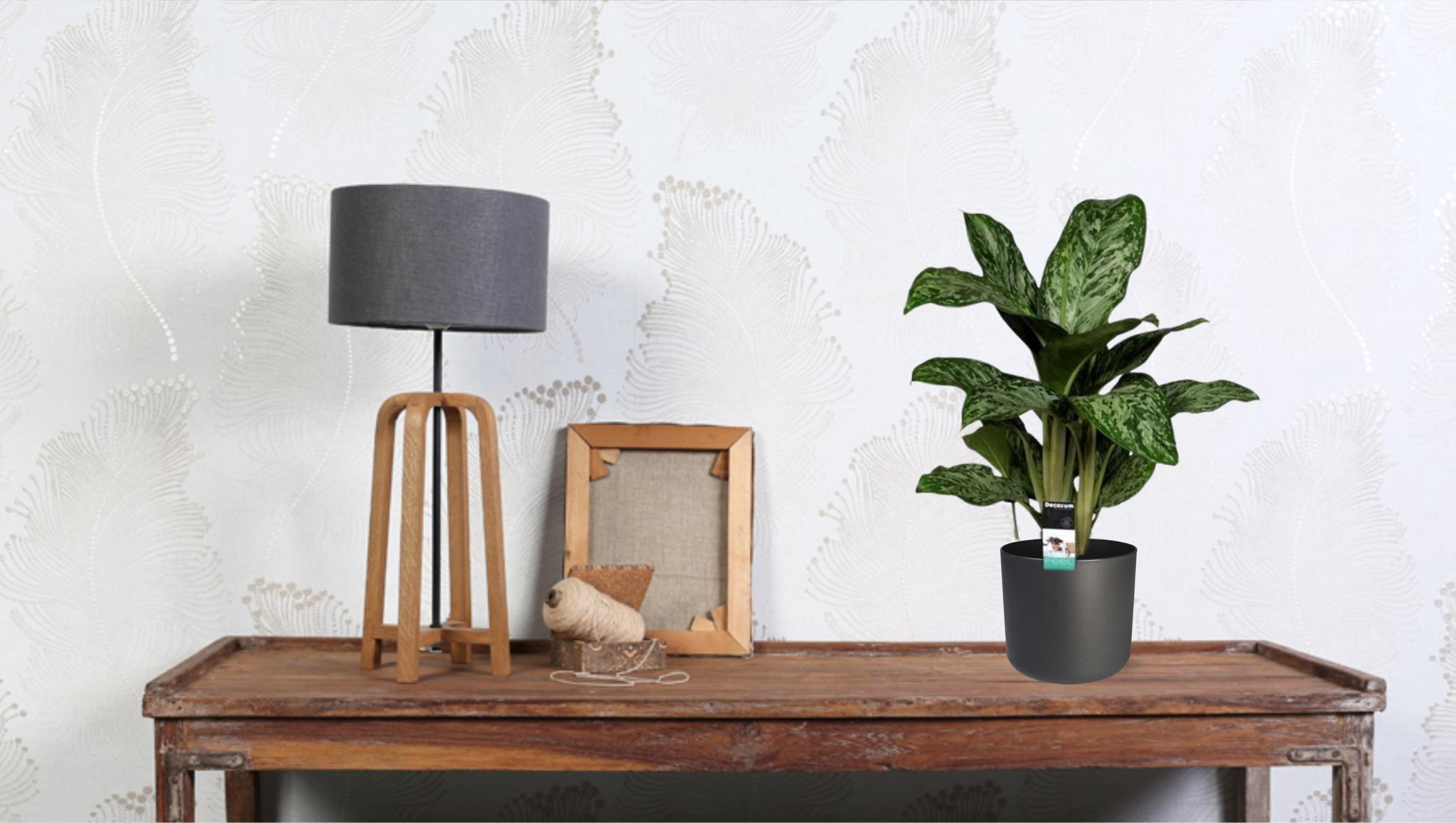 Aglaonema Groenlicht (Decorum) - Ø17cm - ↕60cm