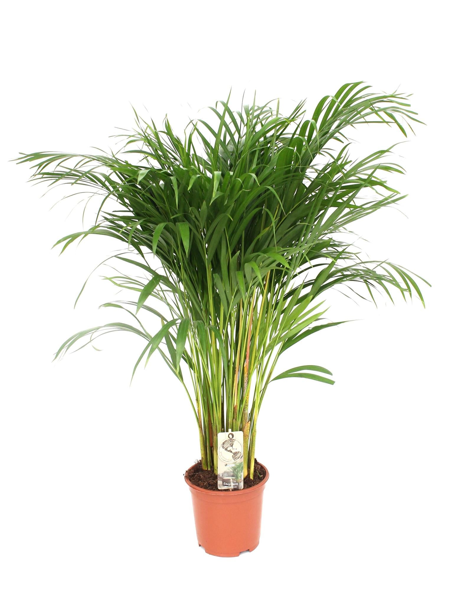 Dypsis Lutescens - Ø21 - ?110cm