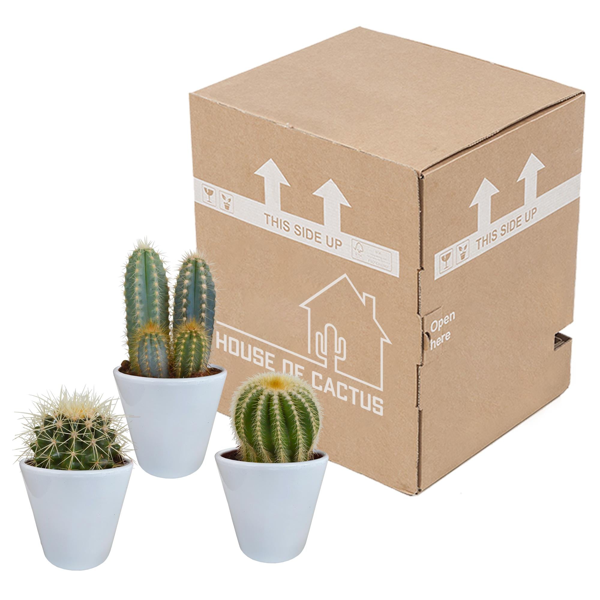 Cactusmix 8,5 cm - 3x - in witte pot