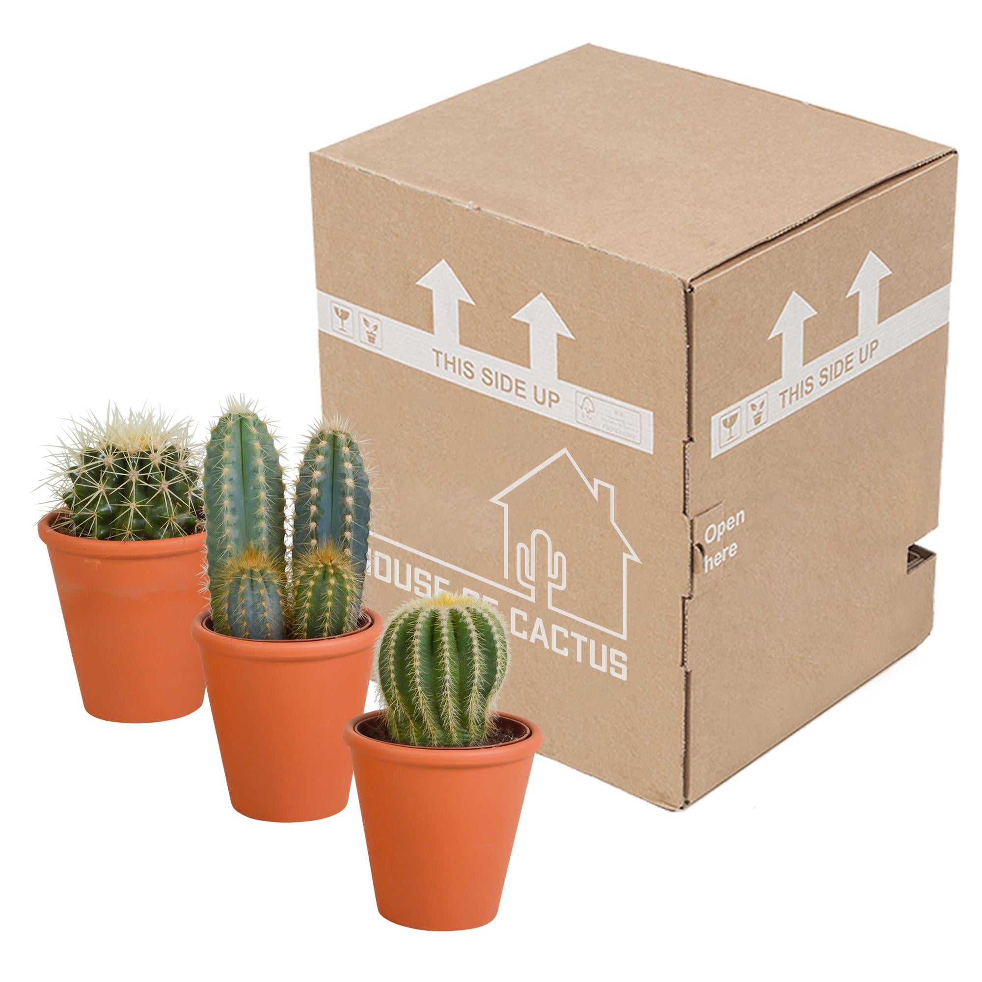 Cactusmix 8,5 cm - 3x - in terracotta pot