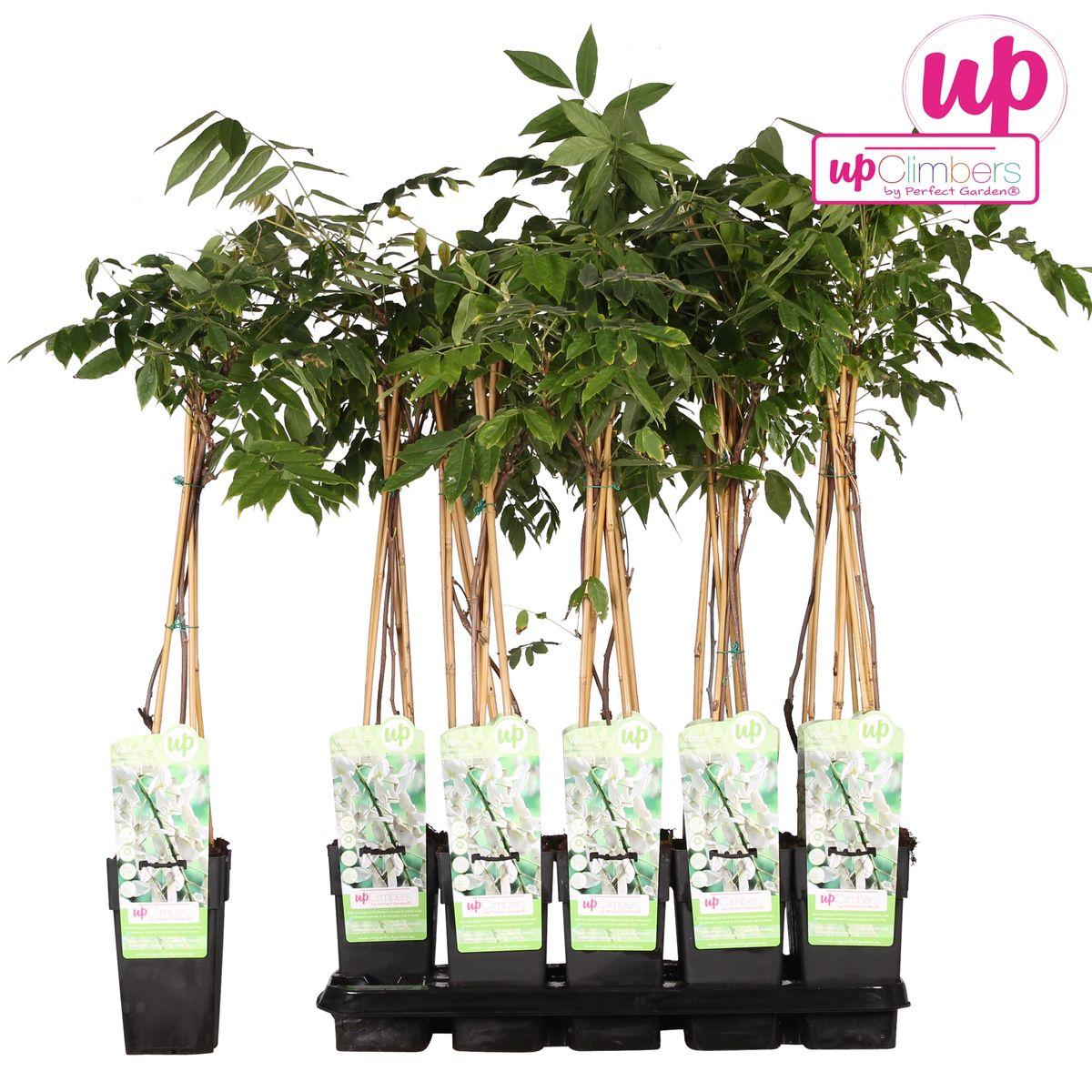 Wisteria floribunda Alba-Witte regen